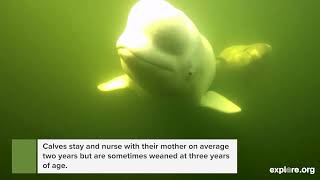 The Beluga Whales Are Back! | Live Virtual Whale Watching