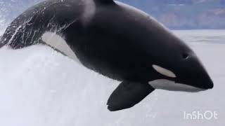 Beautiful Orca / Killer Whale Super Jump out of ocean in slow motion