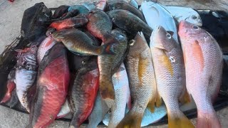 Blue #spearfishing and #adventure beez man is back people nice catch after hurricane #Melissa 🎣🌊🤙