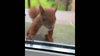 Squirrel tries to carry 2 nuts