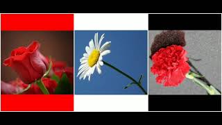 Müzik Dinle #Kırmızı #Beyaz #Siyah #Gül #Papatya #Karanfil #red #white #black