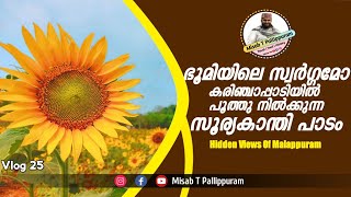 Sunflower farm in Karinjappadi | Malappuram Sunflower farm | Hidden Views of Malappuram#karinjappadi