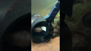 Feeding Freeze Dried fish to my Gulper Catfish #shorts