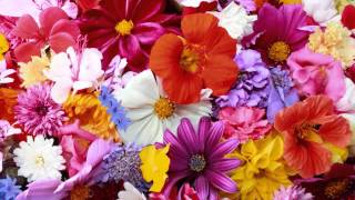 Wonderful Flowers