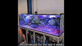 800 liter Cichlid Aquarium