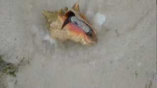 Queen Conch Surfing