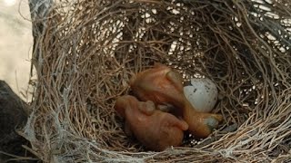 Only Birds is live! Nest Chronicles: The Early Days of Black Drongo Chicks