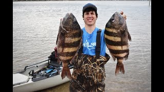Kayak Fishing For HUGE Sheepshead Under Bridges With LIVE Crabs! Pensacola, Florida