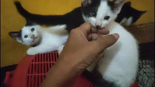 Beautiful kittens