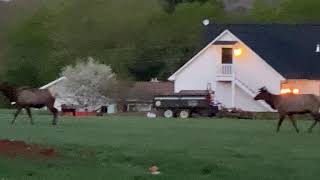 ELK in Western NC Mountains