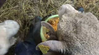 Late september: first hay given to sheep