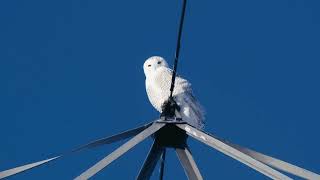 Snowy Owl in Manitoba, Canada on a windy winter day.