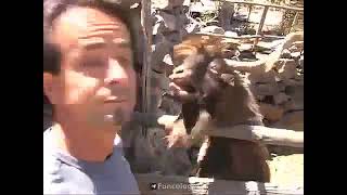 😂Funny Angry goat 😀Videos 🤣Try not to laugh 😂  🥰 ❤️ #viral #lol #memes  #shorts #funny #trending