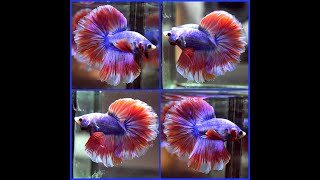 Betta Fish BLUE DRAGON PINK PUNCH Rosetail Halfmoon Male X506
