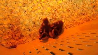 Baby Chicks and Ducklings