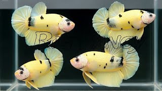 Serene Betta Fish Tank (Most Popular) | Plakat, Koi, Betta Fish Colors & Breeding Collection. 😍🐠🌿✅