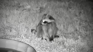 Premium Peekaboo footage 1