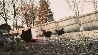 Running with chickens