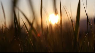 DSLR (2k) Nature Video. DISPLAY CAPACITY CHECK #DSLR #SATISFYING