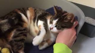 Lief boefje Chrissy