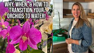 See what I do with my orchid I found on sale! Grow your orchid in water!