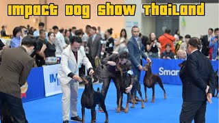 Champion Class Doberman At Impact Dog Show Thailand 2025 | International Dog Show  At Thailand