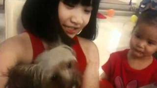 Our Silky Terrier, Pico, First time having icing n loving i