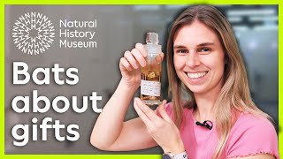 Are bats generous? | A closer look at animal gift giving