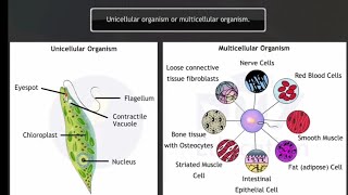 Biological classification class 11 animation | #classification