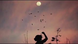 Bird therapist....royalty free background music....