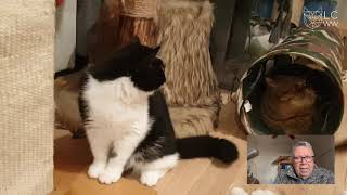 LCWW Virtual Show January 2021 - Judge Steven Savant Kitten Class Final