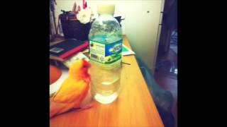Blue - the Love Bird