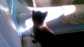 Kitty not like water