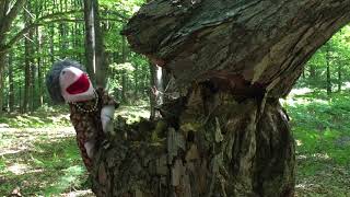 Special Edition of Story Time: Climbing Things with Nana B