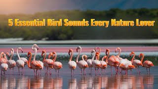 WARNING Don't Mistake These 5 Bird Sounds or You'll Miss the Show