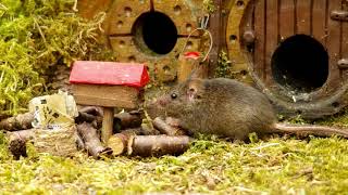 George the Mouse in a Log pile House - mixed mouse videos 29 july