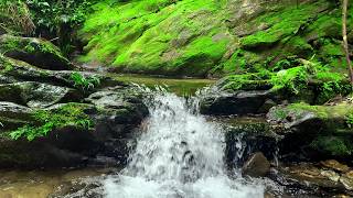 Calm Nature Sounds, Crystal Stream Waters, Woodland Birds, Peaceful Ambience for Mindfulness