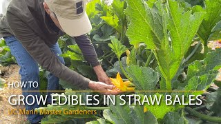 Straw Bale Gardening: Growing Edibles in Straw Bales