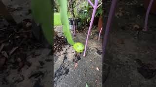 RAISING DRAGON FRUIT CACTUS FROM SEED TO FLOWERING @TheLoveEnchantress-zd1vt 