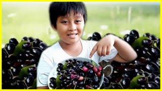 Jambolam Plum or Jamun fruit harvest! #PinoyFarmlife