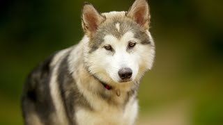 Unbelievable Strength: Alaskan Malamutes Weight Pulling