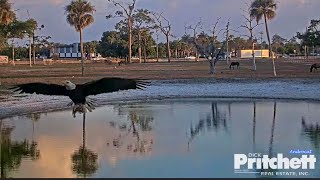 SWFL Eagles 3-29-26.  M15 SWOOPS the POND, CATCHES a FISH; DELIVERS it to E26 AFTER the FISH TAX!