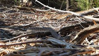 Huge Rattlesnake Slithers Past My Camera
