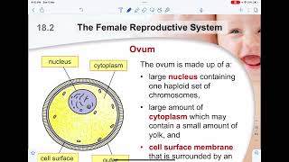 Crash Course O level Biology 18 Reproduction in Human P1