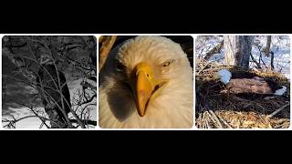 DNF nest, March 19th 2026 Explore Live Nature Cams Decorah Eagles - North Nest - 4k