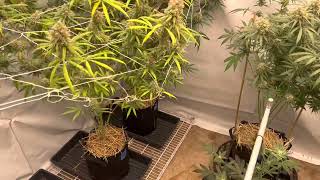 Growing cannabis at home. Zweet inzanity by ethos. ￼
