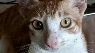 Cat - video - effects - june6av - EvLiNa