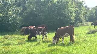 Cattle crazing on Ohana Ranch in beautiful central Texas