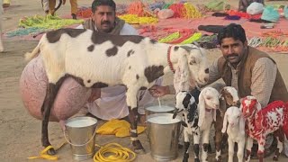 25 tarikh 2026 Bakra Mandi Dera Ghazi Khan qurbani ke bakron ke rate Gir Gaye Hain 😭 