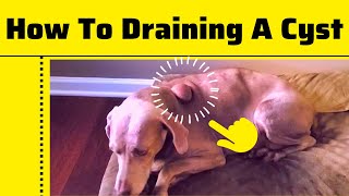 How To Draining And Remove a Cyst On a Dogs By a Nurse Practitioner 2023